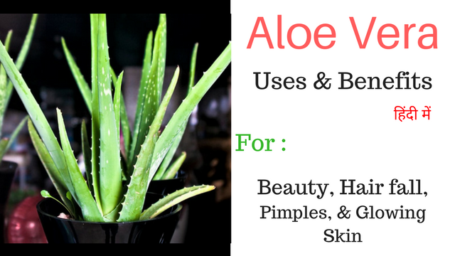 Aloevera Benefits  – अलोवेरा के उपयोग और इसके सेवन के अद्भुत फायदे